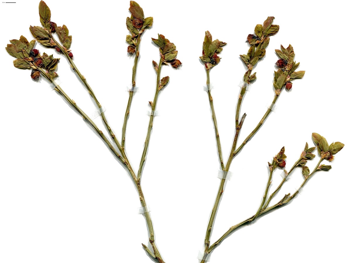 Vaccinium myrtillus (Ericaceae)